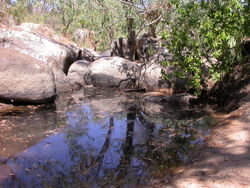 Figure 6. Habitat of Neobidessodes darwiniensis