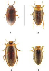 Figures 1–4. Habitus of (1) Neobidessodes darwiniensis, (2) Neobidessodes bilita, (3) Neobidessodes mjobergi and (4) Hydroglyphus godeffroyi (scale bar = 2.0 mm) (Photos: M. Balke, A. Riedel)