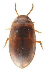 Figure 1. Dorsal habitus of the holotype ♀ Neobidessodes darwiniensis Hendrich & Balke, 2011, length 1.95 mm