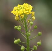  Finkensame - Neslia paniculata (Bild: W. Wohlers, JKI)