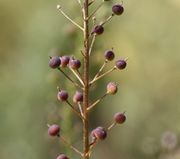 Die jungen Schoten sind kugelig geformt, meistens etwas gestaucht. (Bild: W. Wohlers, JKI)