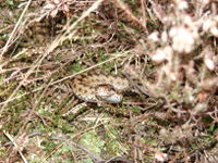 New Forest Adder.jpg