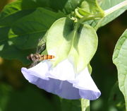 Die Blüten sind meistens hellblau und 5 cm lang, hier mit der Schwebfliege Episyrphus balteatus. (Bild: W. Wohlers, JKI)