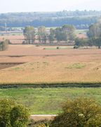 Die Giftbeere ist die grüne Pflanze im gelben, reifen Maisfeld. Hier konnte sie sich ausbreiten. (Bild: R. Maurath, Landratsamt Breisach)