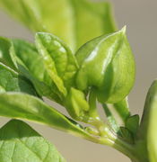 Eine große, aufrecht stehende Knospe kurz vor der Blüte. (Bild: W. Wohlers)