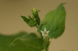 alt=Description of Nicotiana benthamiana flower.jpg picture.