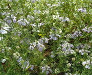 Die blau-weiß-violetten Blüten erheben sich bis zu 40 cm über dem Boden. (Bild: Arno Littmann, JKI)