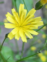 Nipplewort (Lapsana communis).jpg