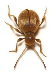 Messingkäfer: Alttier (adult) - Sarefo, CC BY-SA 3.0