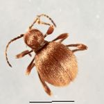 Niptus hololeucus 2erBar4x-120604 999 467.jpg