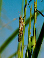 Nomadacris septemfasciata.jpg