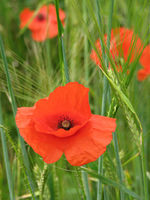 Norfolk's County Flower - geograph.org.uk - 841418.jpg