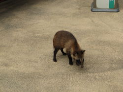 Marderhund - Micha L. Rieser, CC BY-SA 3.0