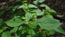 alt=Description de l'image Ocimum campechianum.jpg.