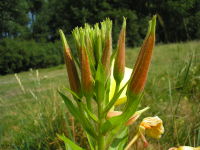 Oenothera biennis agg. JuliaKruse 2.jpg