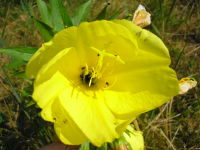 Oenothera biennis agg. JuliaKruse 3.jpg