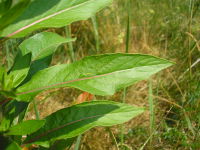 Oenothera biennis agg. JuliaKruse 4.jpg