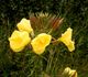 Oenothera glazioviana, Blütenstand