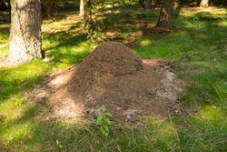 Nest der Roten Waldameise - Tsungam, CC BY-SA 4.0