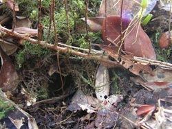 2. Oleandra cumingii, same location as 1, growing tip of rhizome growing on top of litter and moss, note the distinct "rhizophore".