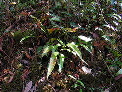 1. Oleandra cumingii, growing at a roadside on Gunung Jerai, Peninsular Malaysia.