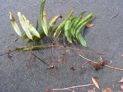 3. Oleandra cumingii, same location as 1, whole plant.