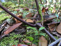 7. Oleandra neriiformis, same as 3., creeping rhizome with branches growing upwards into aerial stems.
