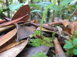 6. Oleandra neriiformis, same as 3., creeping rhizome with a single young frond.