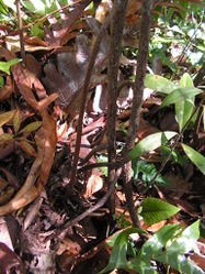 8. Oleandra neriiformis, same as 3., ascending rhizome propped up with branches growing down.