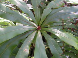 3. Oleandra neriiformis, growing on Gunong Jerai, Peninsular Malayasia. Erect rhizome with whorled fronds.