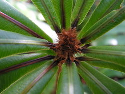 3. Oleandra neriiformis, same as 3., detail.