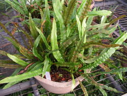 1. Oleandra cumingii, cultivated in South China Botanical Garden, whole plant.