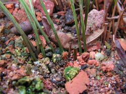 2. Oleandra cumingii, cultivated in South China Botanical Garden, subterraneous rhizome with phyllopodia and stipes.