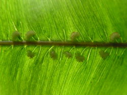 3. Oleandra cumingii, cultivated in South China Botanical Garden, venation with sporangia.