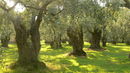 Olive trees on Thassos.JPG