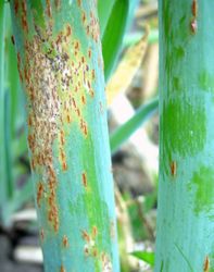 1. Onion affected with rust (Image by G. Pestsov).