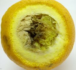 1. Orange infected with Alternaria black rot.JPG (Image by G. Pestsov)