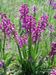 Orchis-morio-morio Biel-2 BIB.jpg