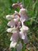 Orchis-morio-morio Biel-3 BIB.jpg