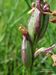 Orchis-morio-morio Biel-5 BIB.jpg