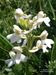 Orchis-morio-morio Biel-6 BIB.jpg