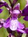 Orchis-morio-morio Wolf-1 BIB.jpg