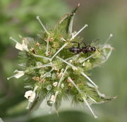 Zehn Früchte reifen bei dieser Dolde. (Bild: W. Wohlers, JKI)