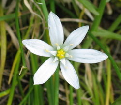 Blüte – Tci, CC BY-SA 3.0