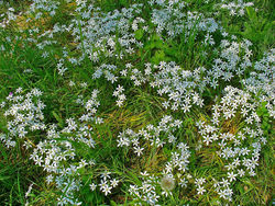 Habitus – H. Zell, CC BY-SA 3.0