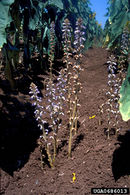 Orobanche cumana IPM0686013.jpg