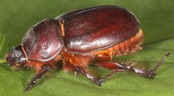 Nashornkäfer: Weibchen - Magne Flåten, CC-BY-SA-4.0,3.0,2.5,2.0,1.0