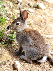 Wildkaninchen - Paulo Costa, CC BY-SA 3.0