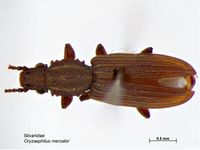 Oryzaephilus mercator PaDIL140430a.jpg