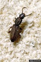 Oryzaephilus surinamensis.jpg